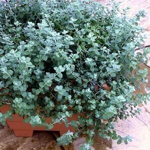 SĪKLAPU SALMENES SILVER MIST  6 gab Žalia stotelė